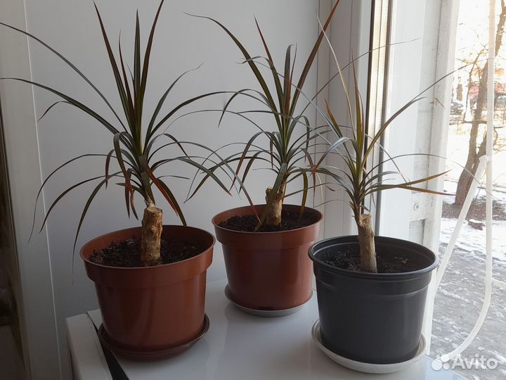 Пальма драцена