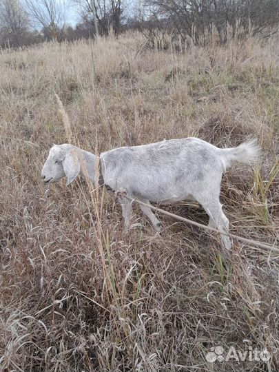 С/х животные