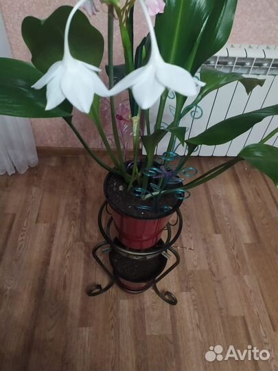 Эухарис амазонская лилия