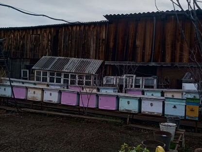 14-ти рамочные улики с магазинами, Саянский