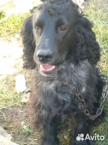 Щенок кокер спаниеля, без документов