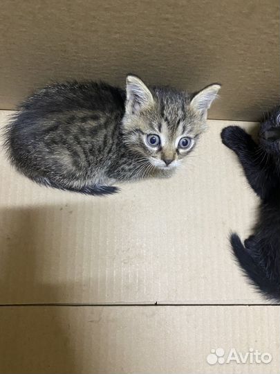 Девочка 1,5 месяца