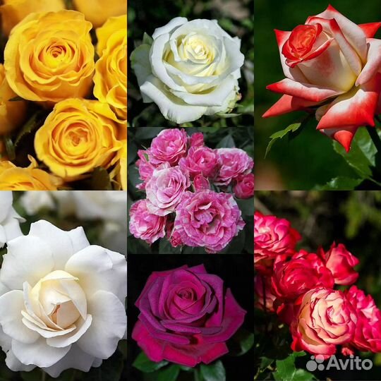 Саженцы роз (кустовые розы) цветы