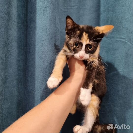 Кошечка в добрые руки