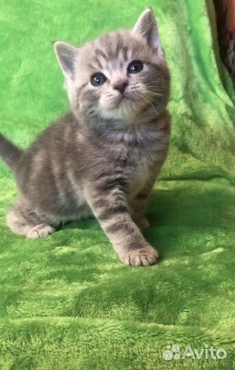 Шотландская кошечка