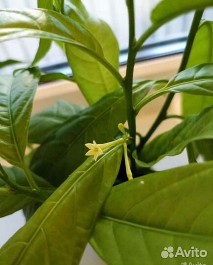 Детки комнатного жасмина