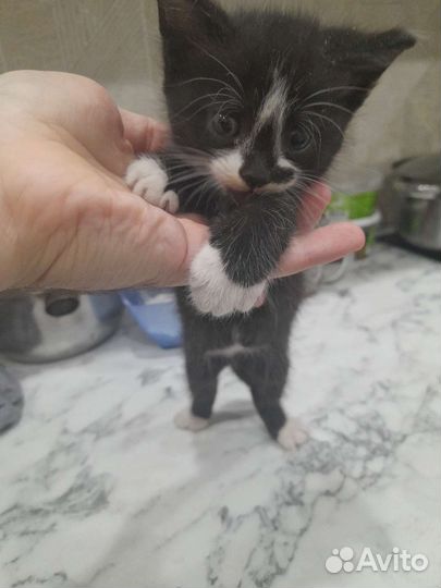 Кошки бесплатно