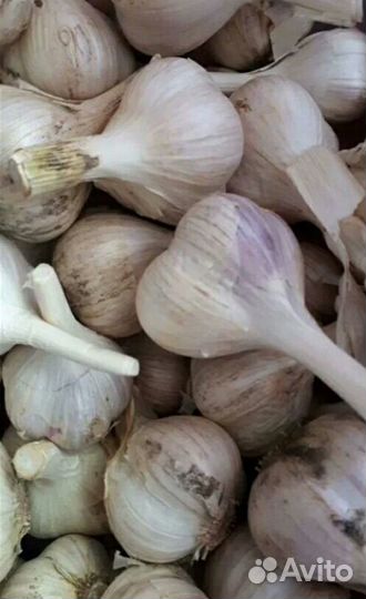 Чеснок