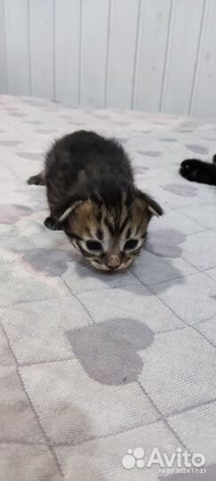 Отдам в добрые руки котят