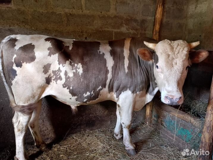 Быки на мясо