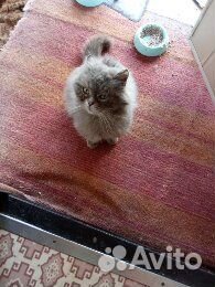 Персидский котик в беде