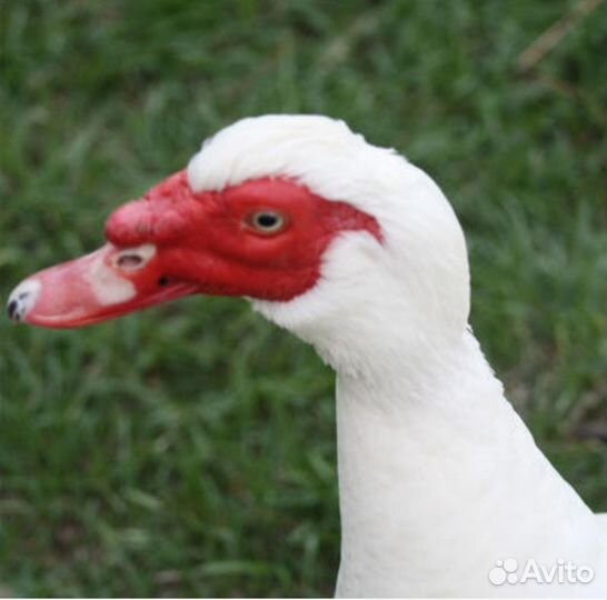 Семья индоуток