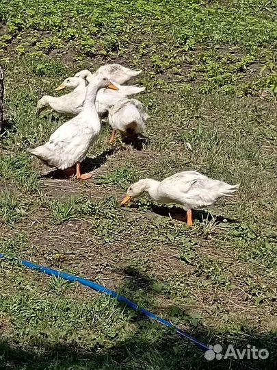 Утки башкирские