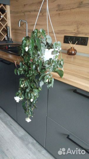 Бегония ампельная