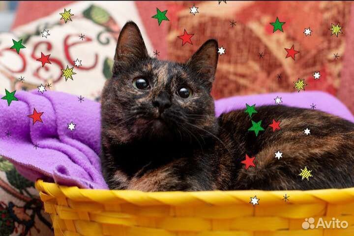 Агнесса в дар)