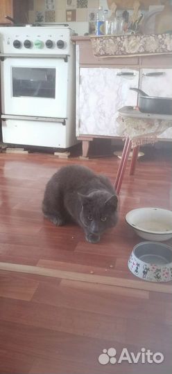 Котик брошен в деревне