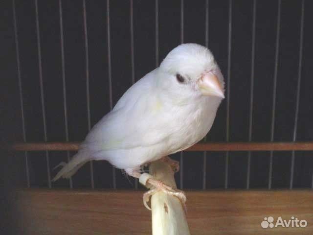 Клубные кенара