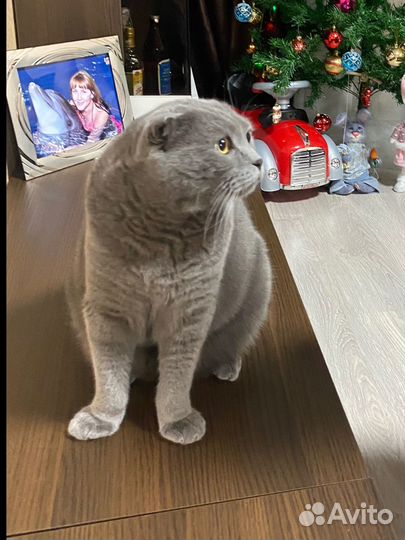 Кот шотландский вислоухий