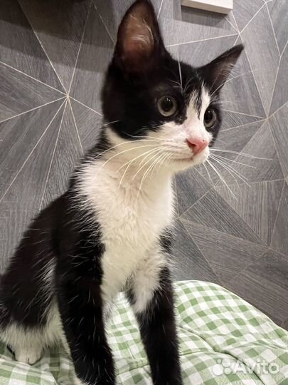 Котик в дар