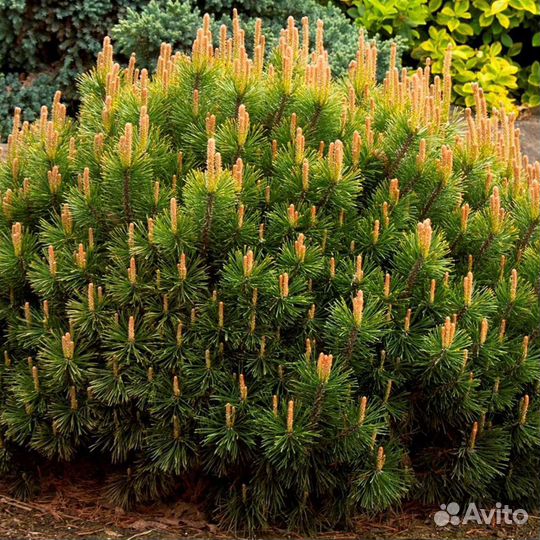 Сосна горная Пумилио