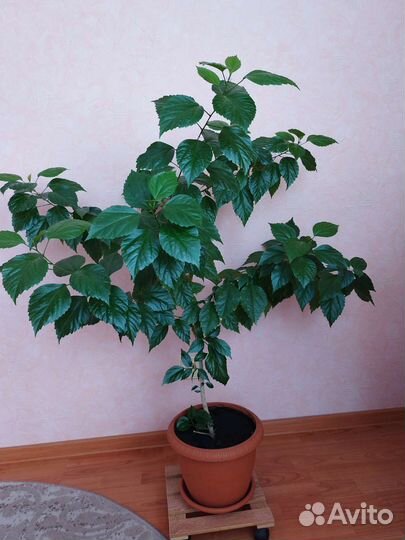 Гибискус китайская роза