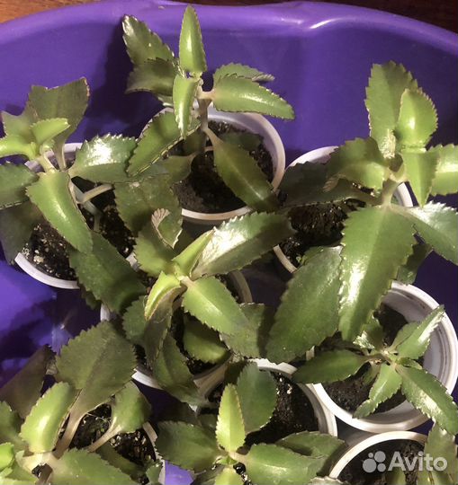 Каланхоэ лечебное