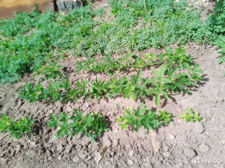 Саженцы каштана