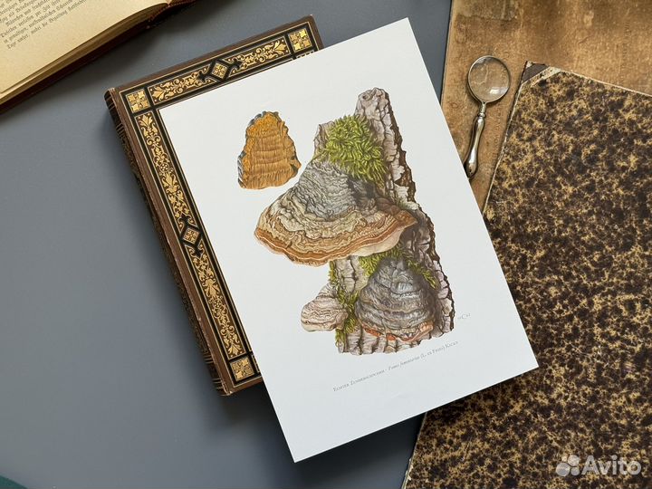 Офсетная литография. Грибы. Бельгия