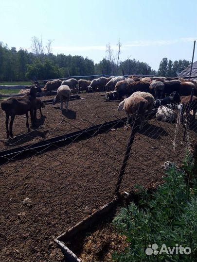 Овцы бараны ягнята