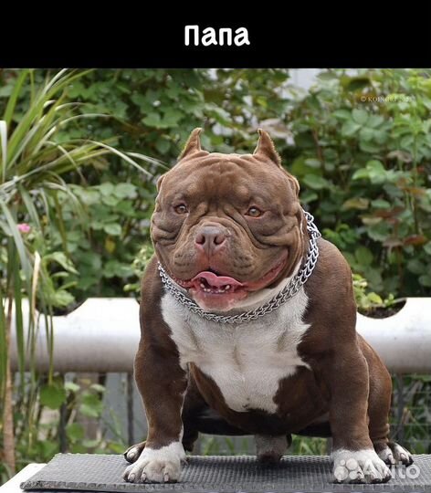 Собаки щенки американский булли