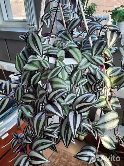 Традесканция зебрина фиолетовая