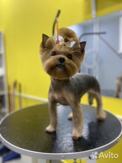 Стрижка собак и кошек