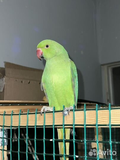 Ожереловый попугай