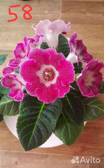 Листочки глоксиний