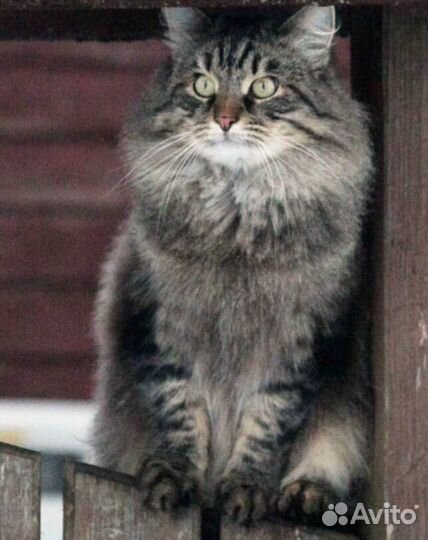 Отдам кота в добрые руки