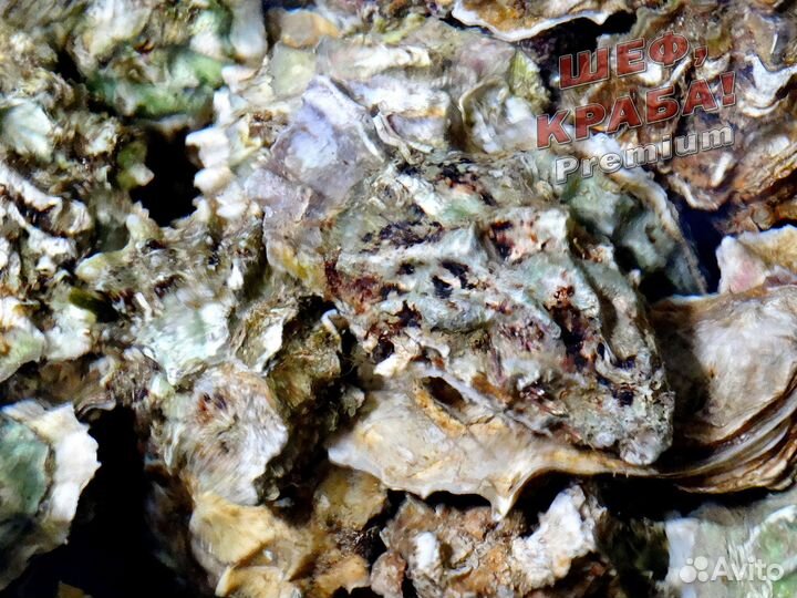 Устрицы дальневосточные хасанские