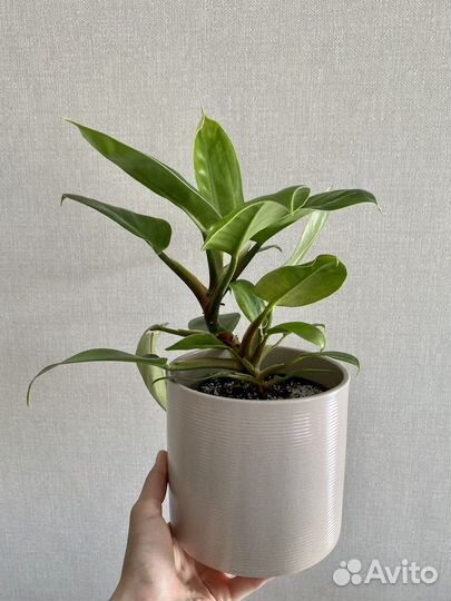 Филодендрон Imperial green