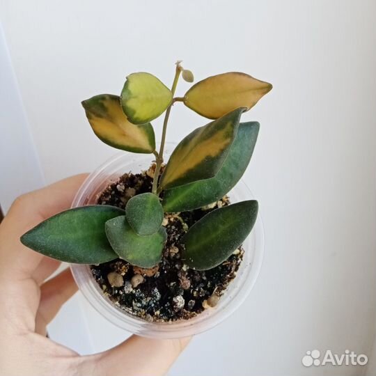 Хойя Тсанги/Буртони Вариегатная