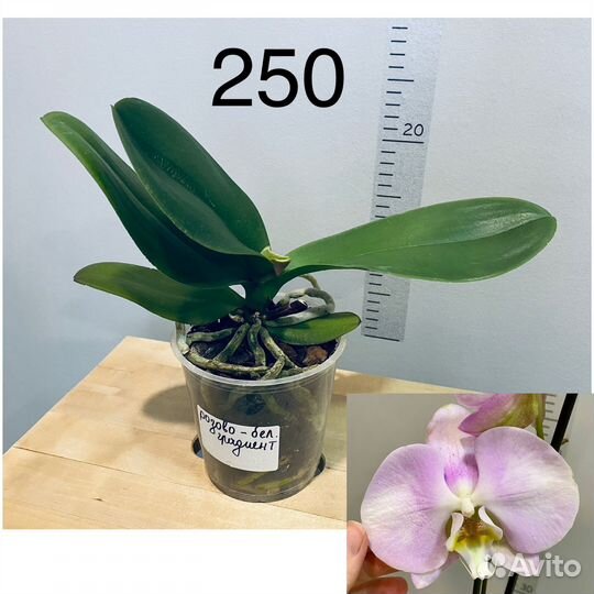 Фаленопсисы