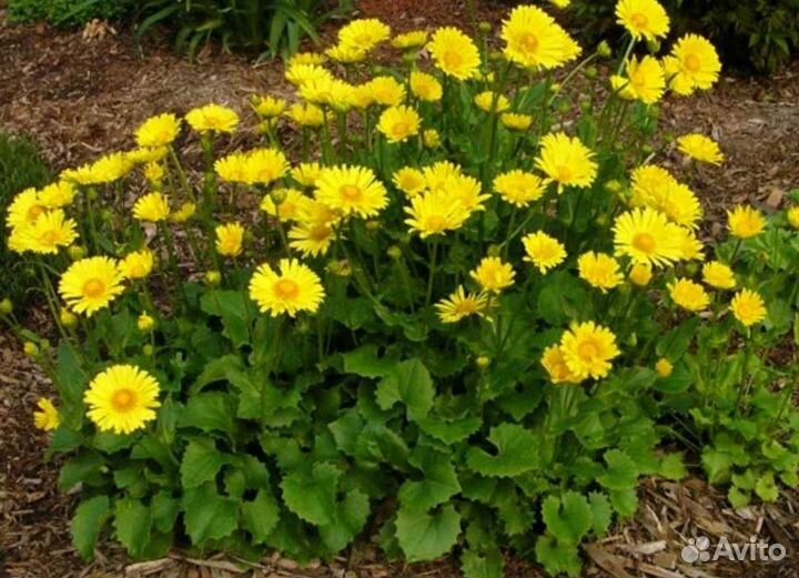 Дороникум восточный,ромашка желтая