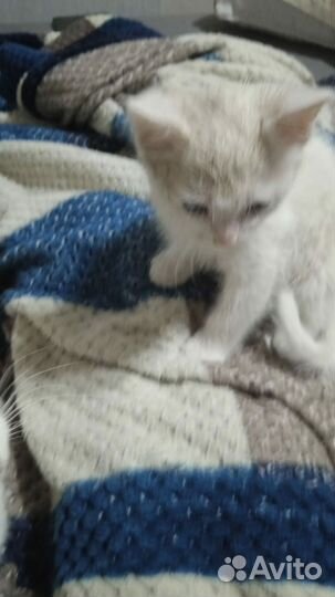 Кошечка в добрые руки