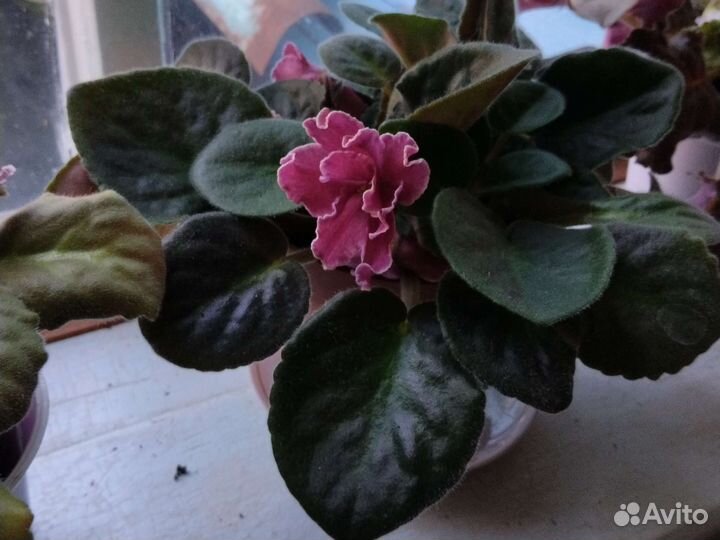 Комнатные цветы