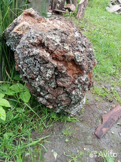 Березовый кап, сувель