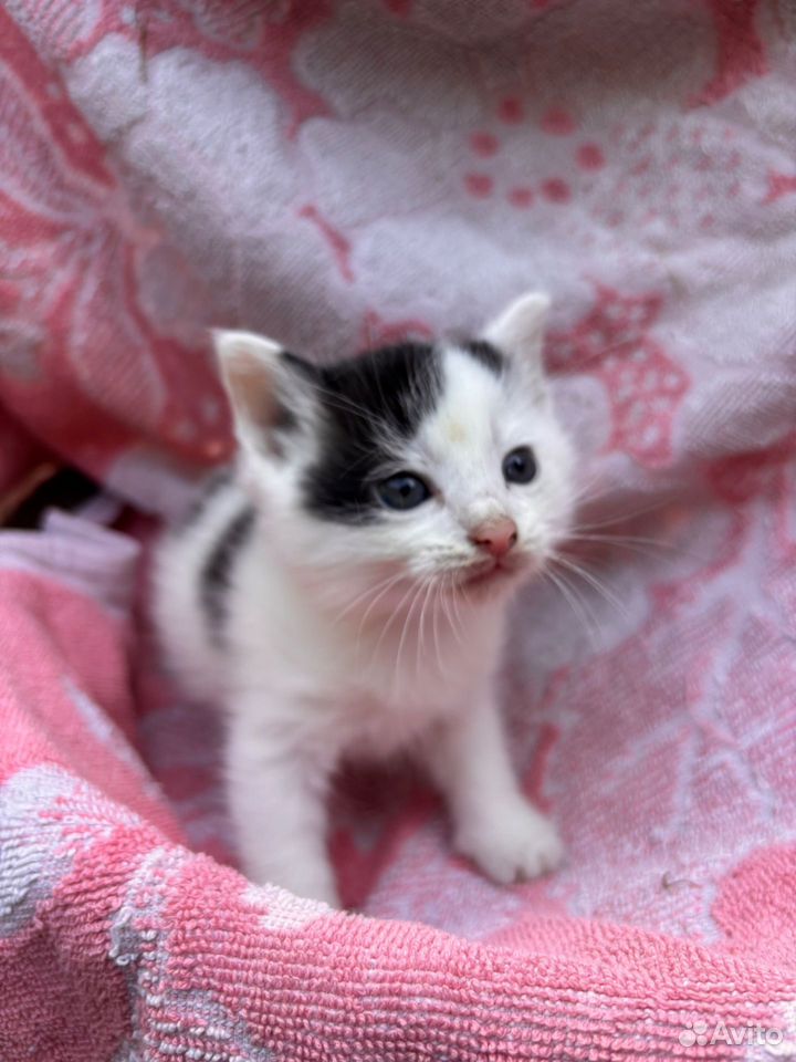 Котёнок в добрые руки, Саров