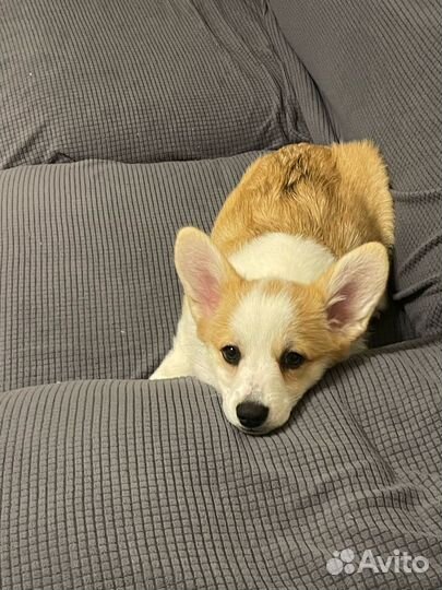 Щенок корги, девочка