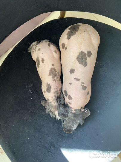 Морская свинка скинни Вязка