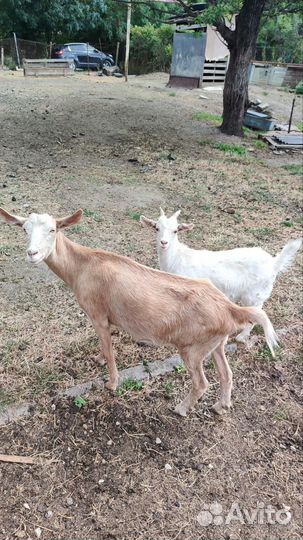 Коза с козочкой