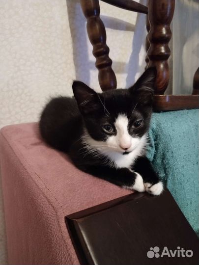 Котята в добрые руки бесплатно