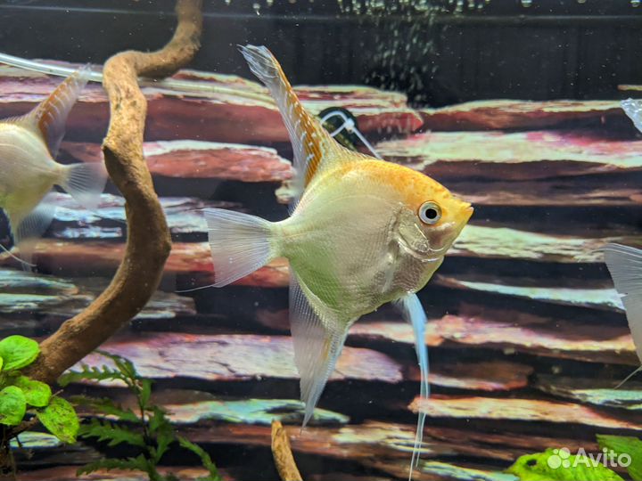 Нерестящая пара скалярий