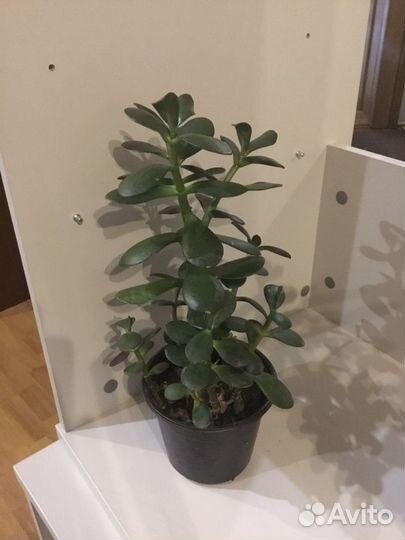 Денежное дерево